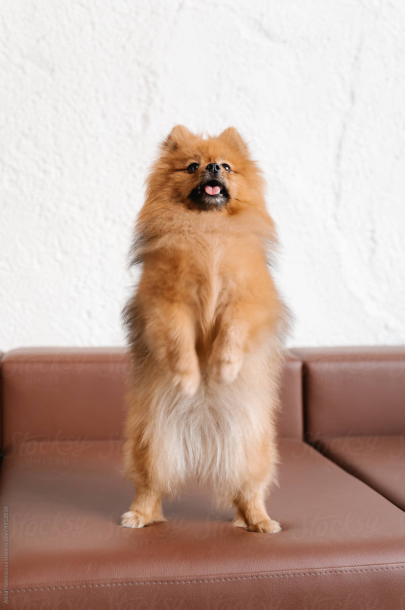 Obedient German Spitz showing trick on couch