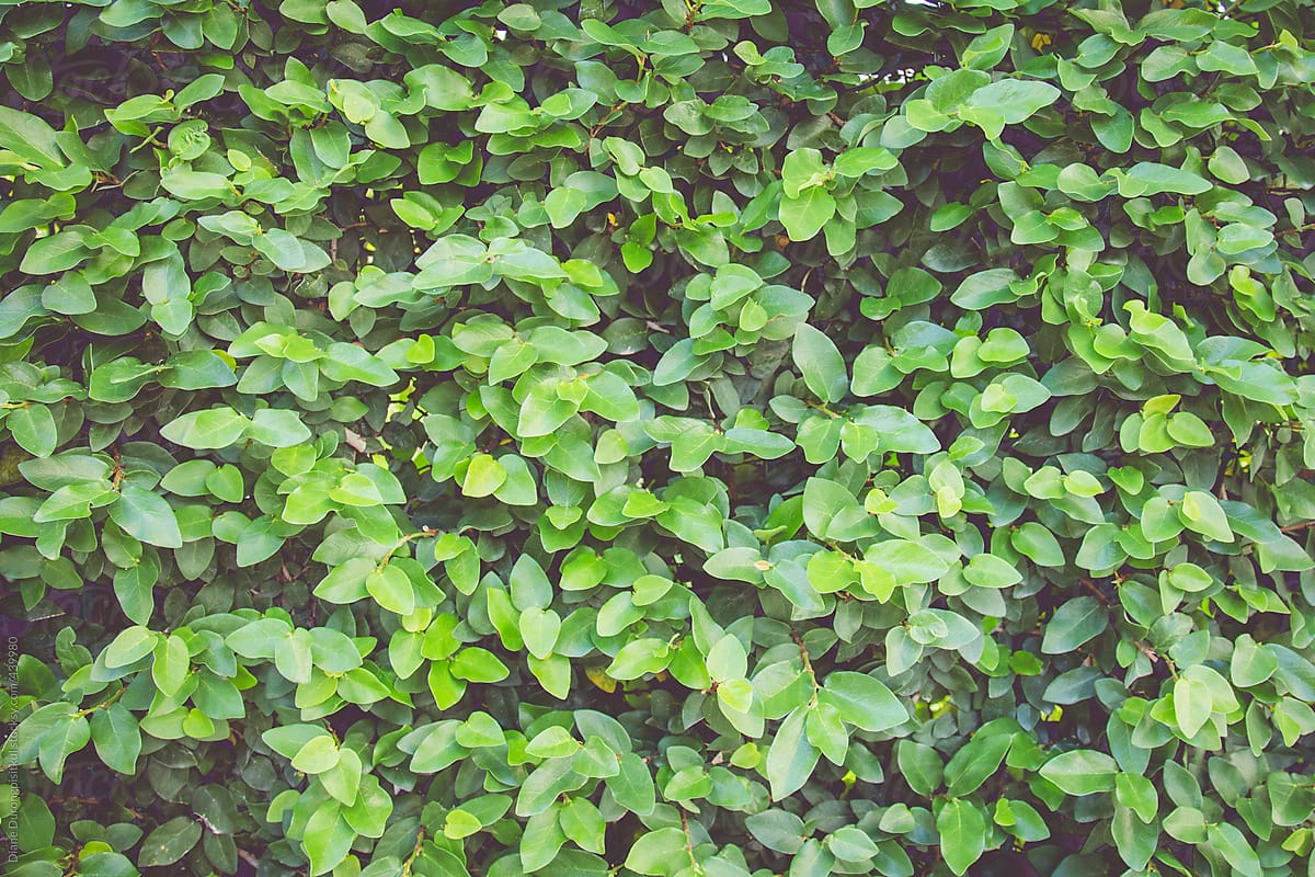  Green Leaves By Stocksy Contributor Diane Durongpisitkul Stocksy