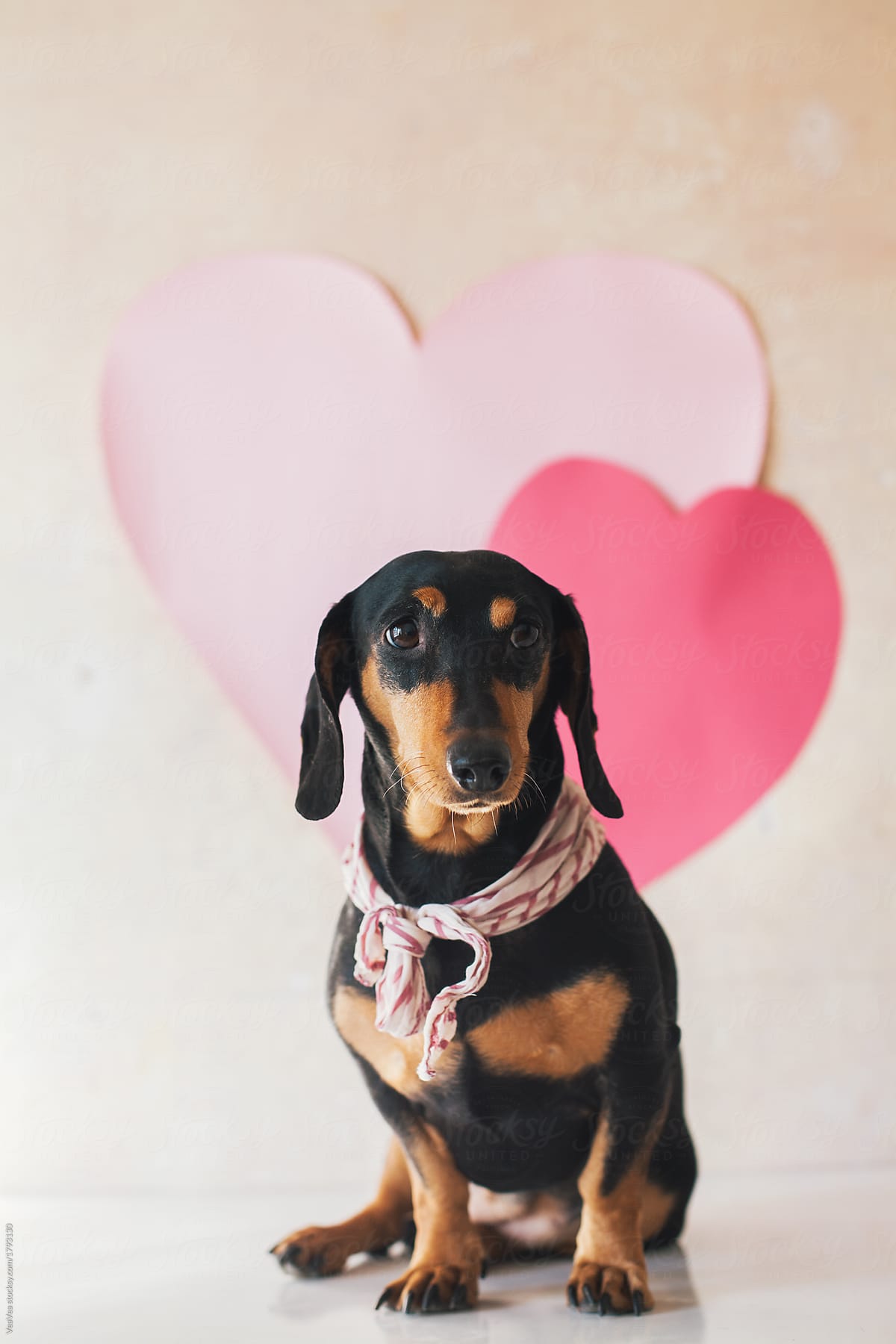 Cute dachshund wearing a scarf