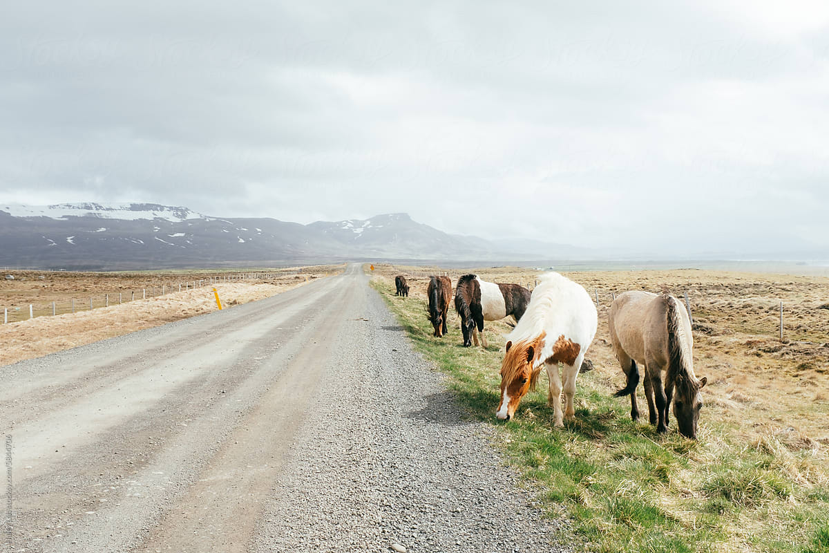 Horses on the side of the road