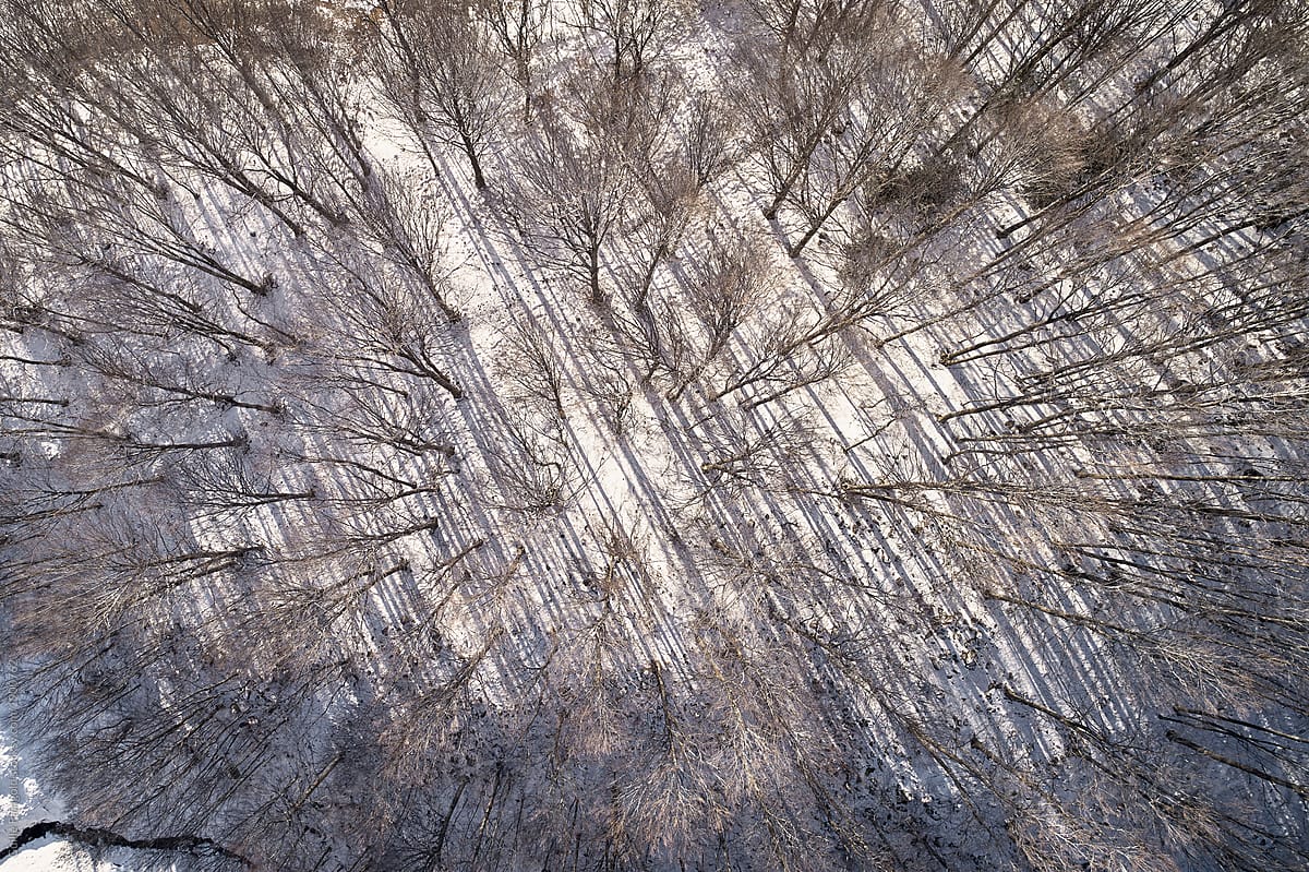 Top view of bare winter woods