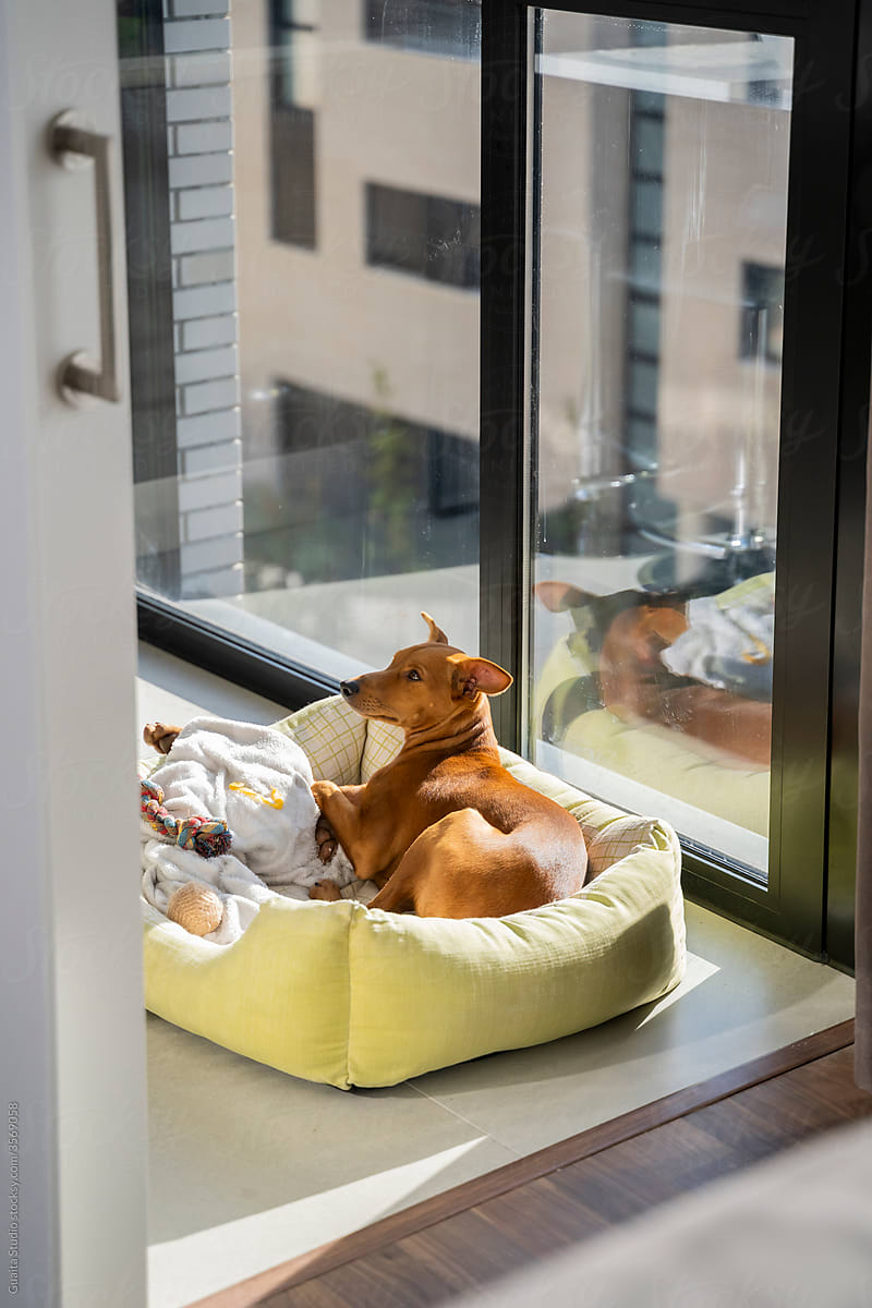 Cute dog in cozy dog bed in appartment by the window