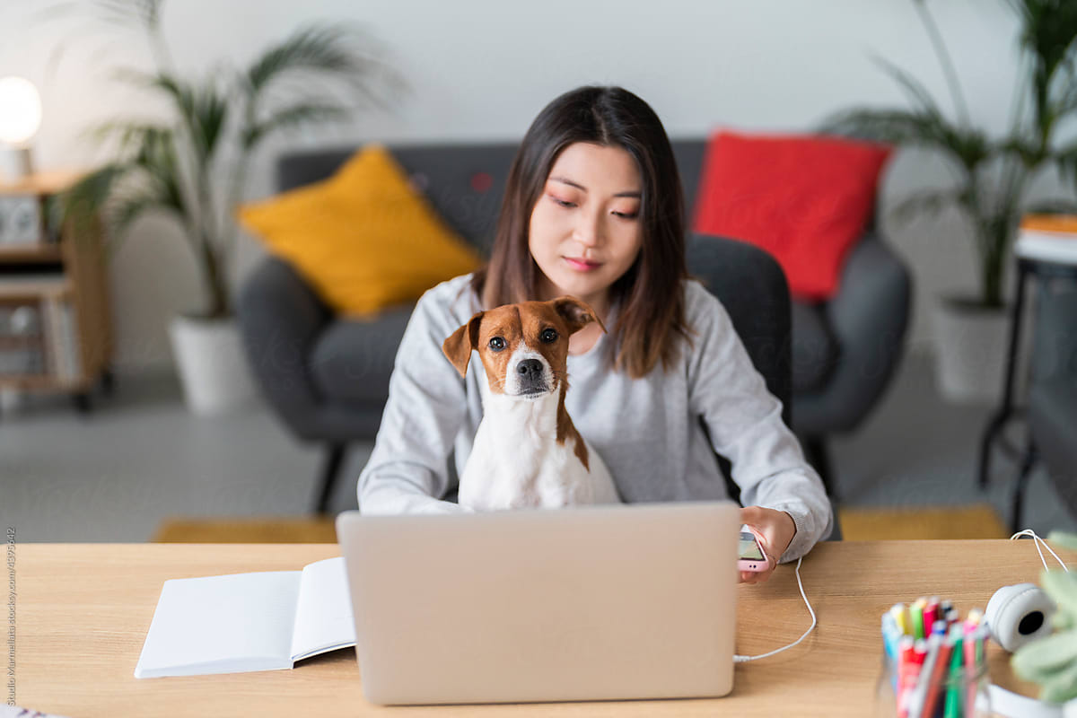 Curious dog sitting on Asian female owner using laptop
