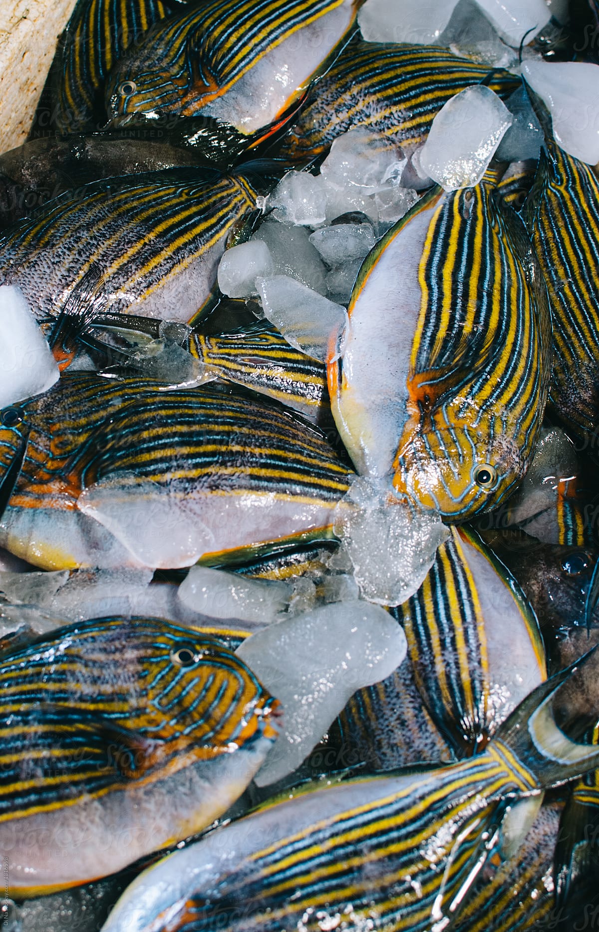 Stripe exotic fish at local market