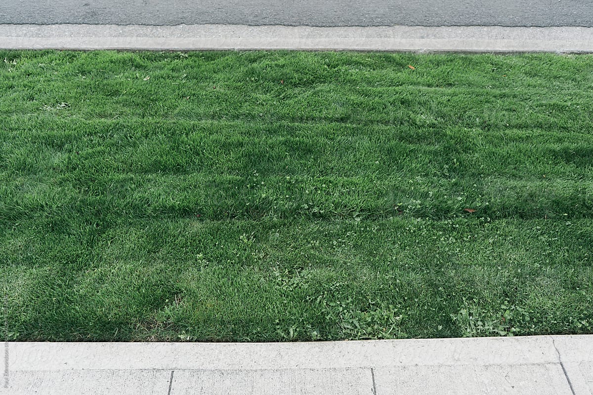 Freshly cut grass along street curb