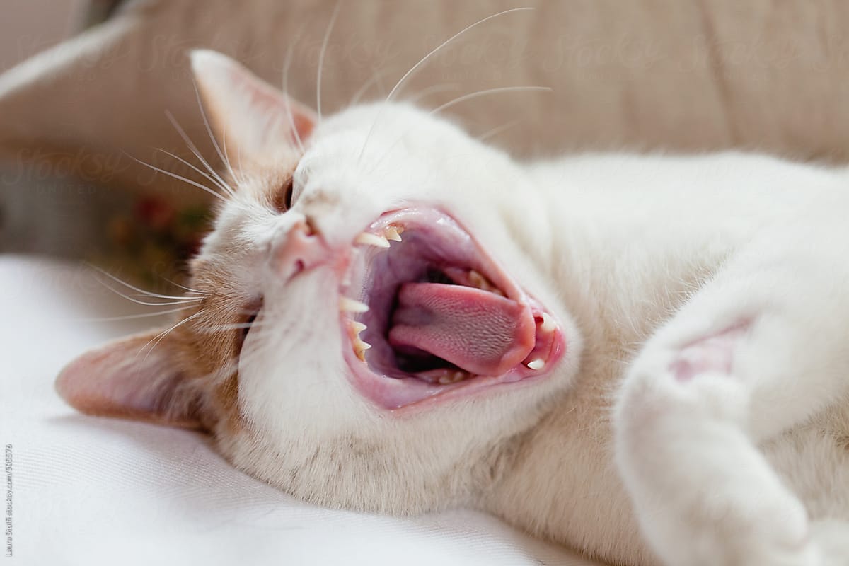 Cat with wounded leg yawn with mouth wide open