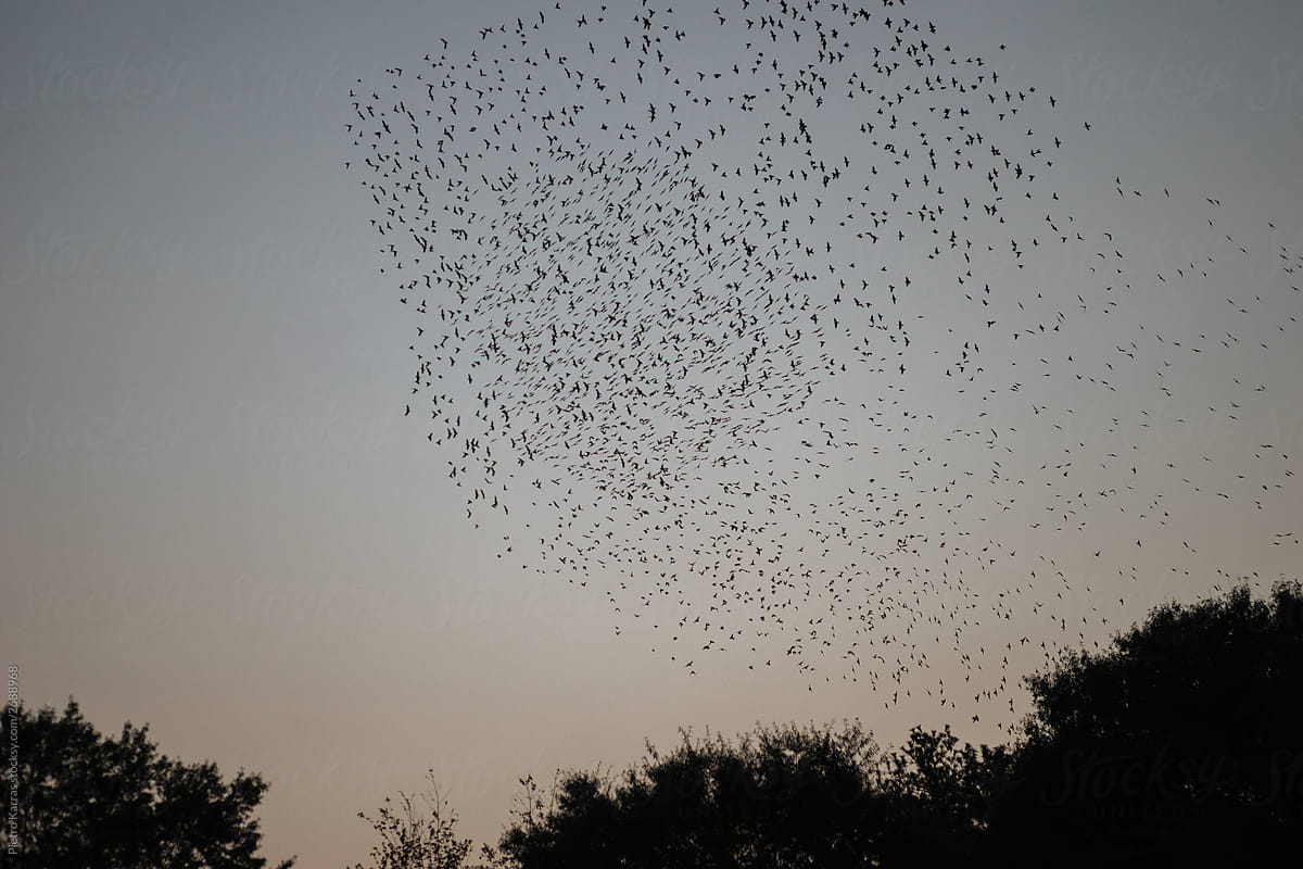 Flock of birds flying over trees in evening