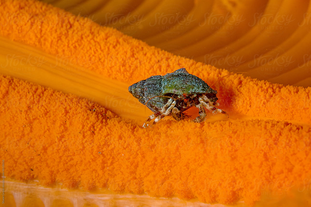 Hermit Crab on Sea Pen