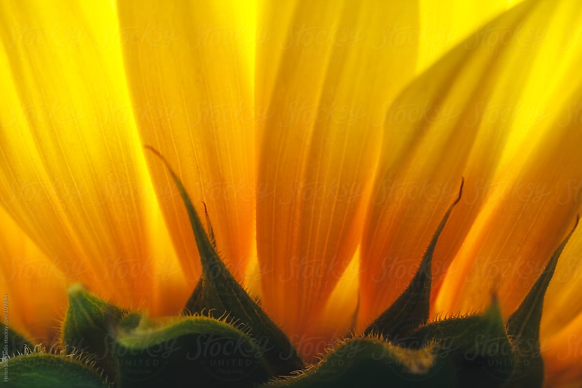 Extreme Closeup of a Sunflower