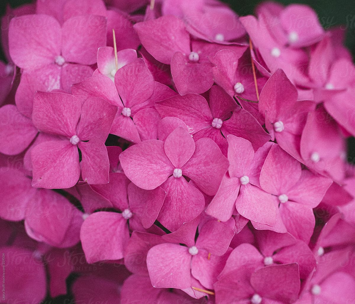 Extreme close up of pink Hydrangea cluster flower