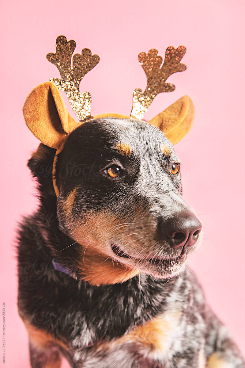 Christmas reindeer dog