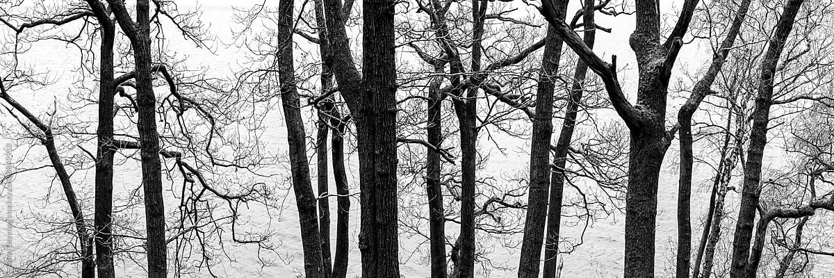 Windermere Trees Black and White Lake Dsitrict