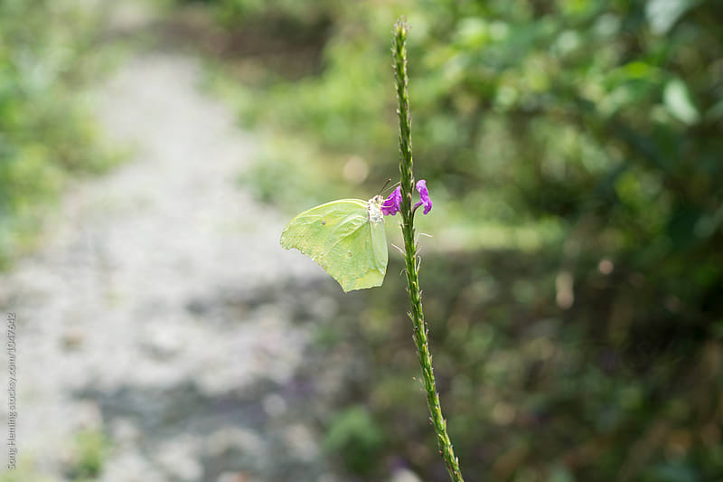 A green butterfly on the purple flower in the rain forest