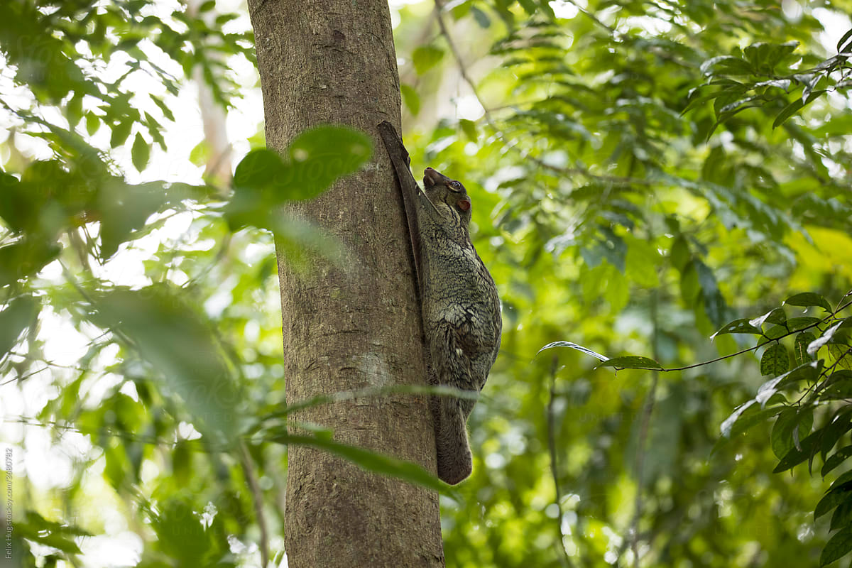 Sunda flying lemur on a tree trunk in Singaporesrainforest resting fro teh day