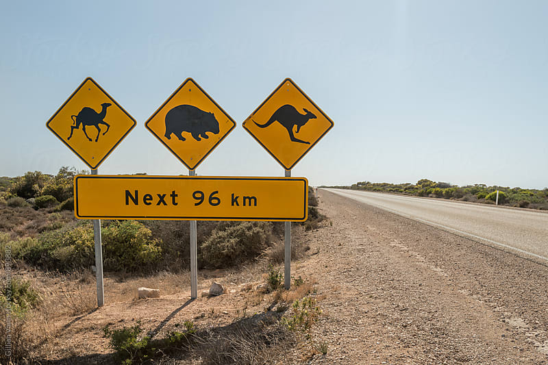 road sign in Australia warning of camels, wombats and kangaroos