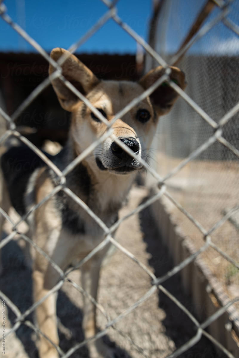 Portrait of dog behind fence in animal shelter