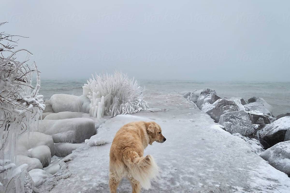 Winter Lake Scene with Dog