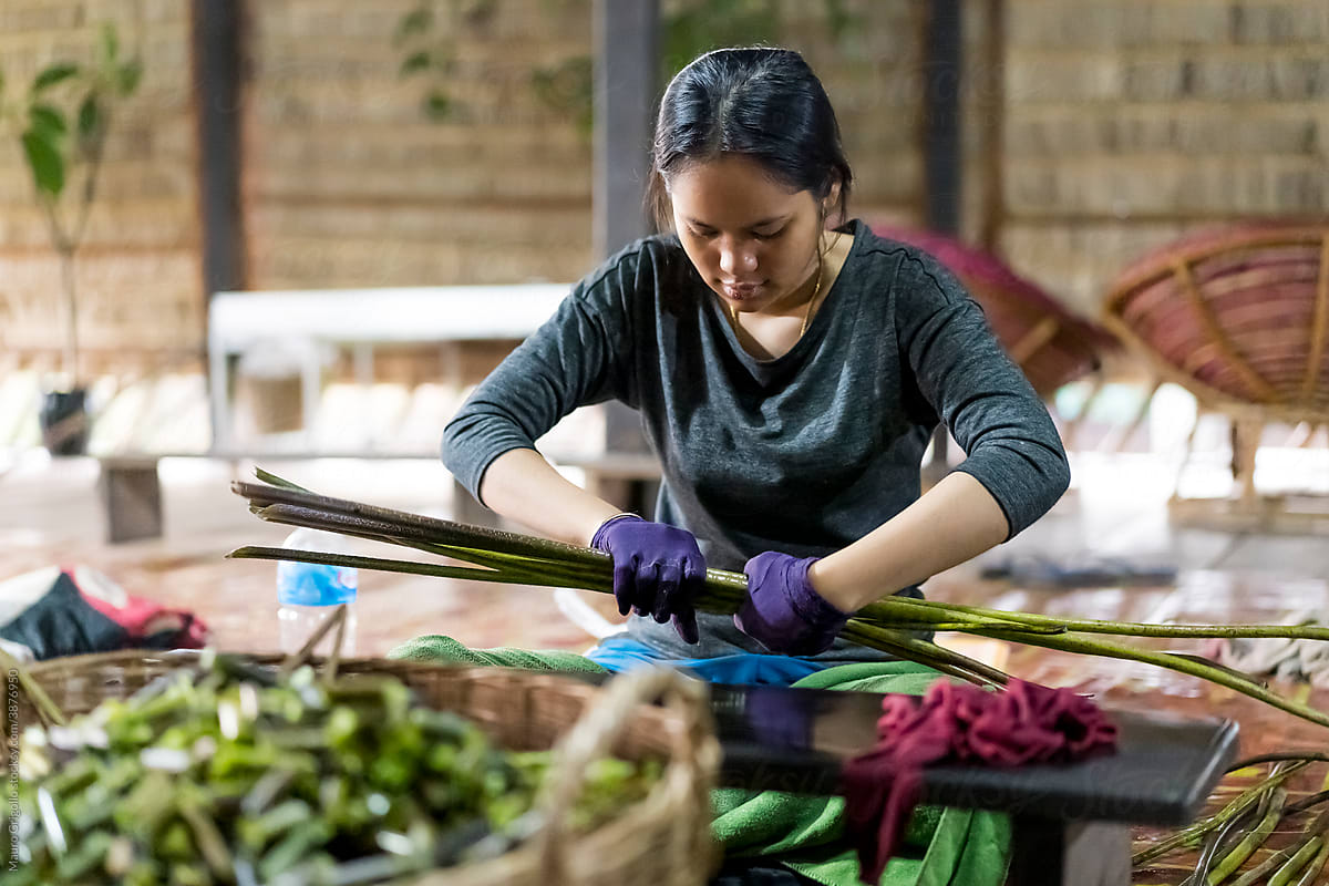 Woman cutting Lotus Flowers stems