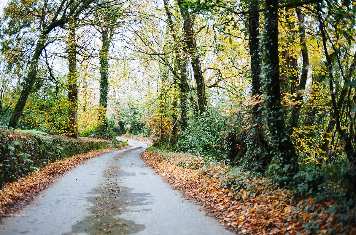 Country lane winding through trees in autumn