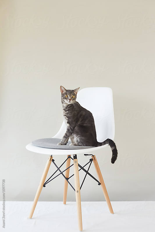 tabby cat on chair