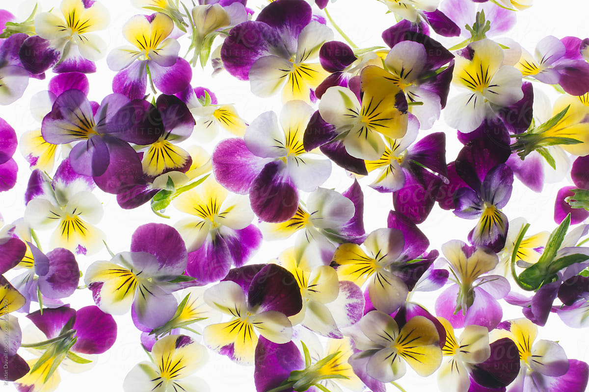 Edible Viola flowers