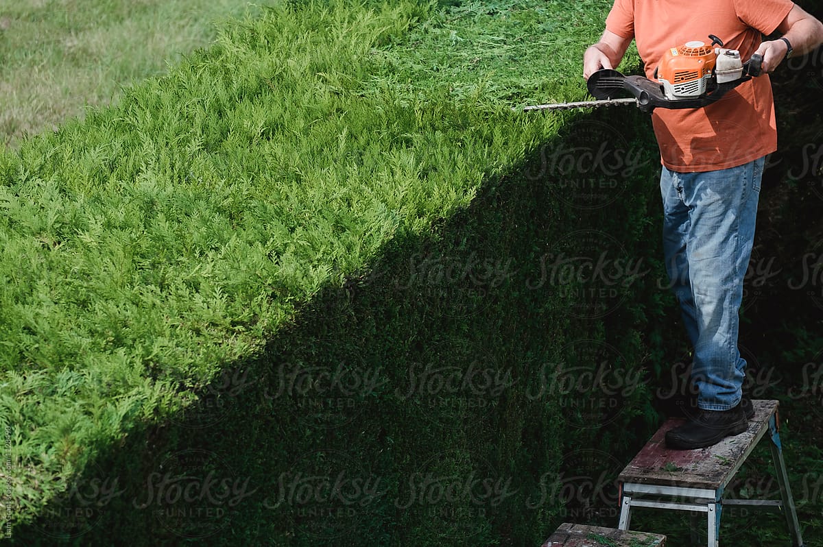 Male cutting a hedge with a petrol hedge trimmer.