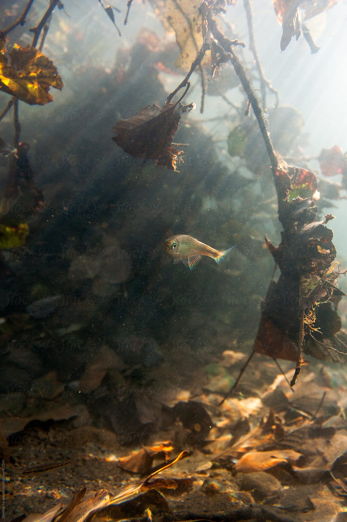 Fish swimming between underawater plants