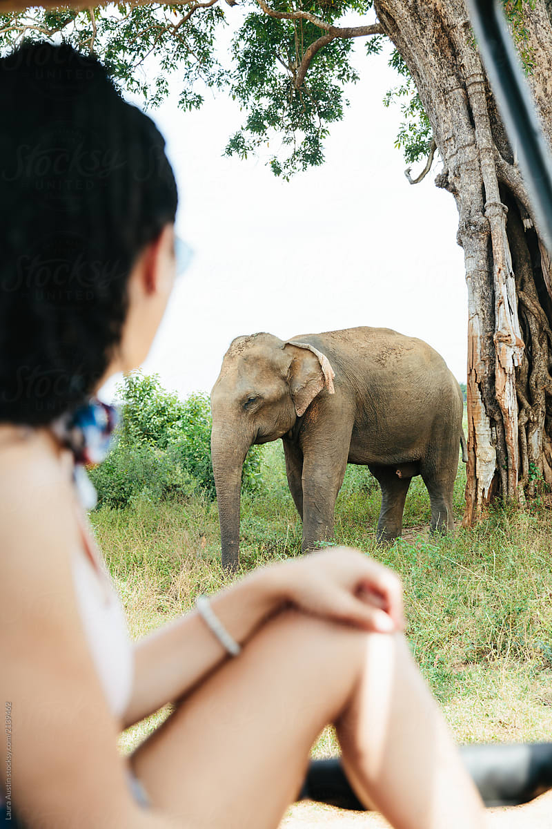 Woman Leaning Out Of A Jeep On Safari Looking At An Elephant