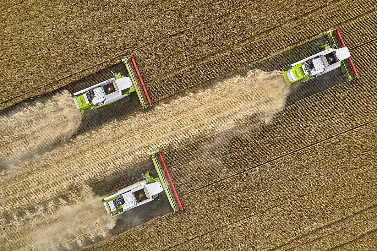 Harvesting by combines on gold field of ripe cereals