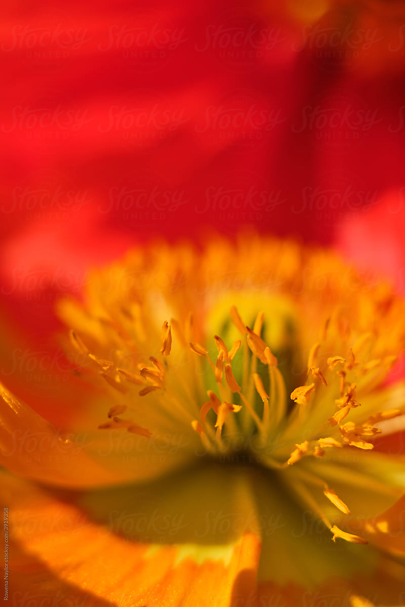 Poppy petals close up
