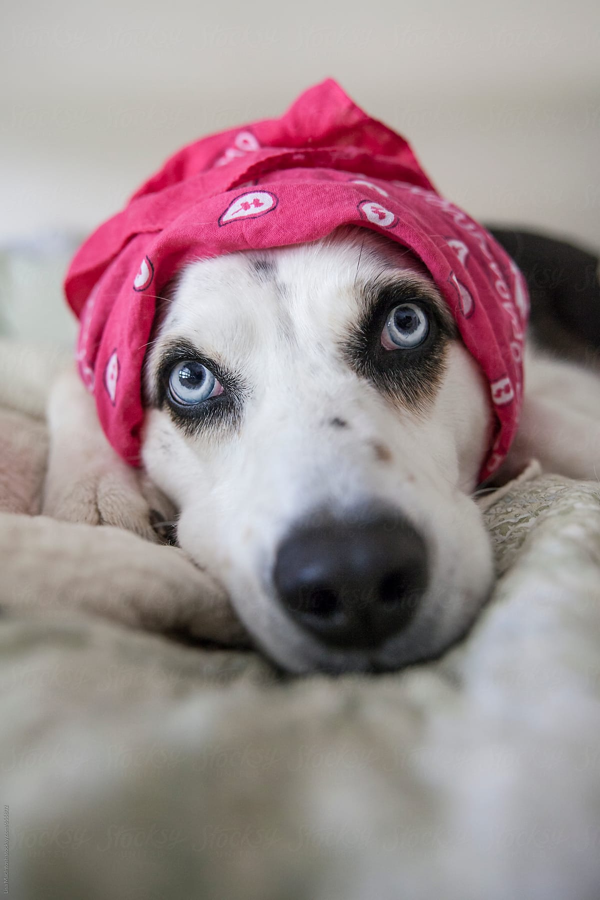 blue eyed dog wearing pink bandana