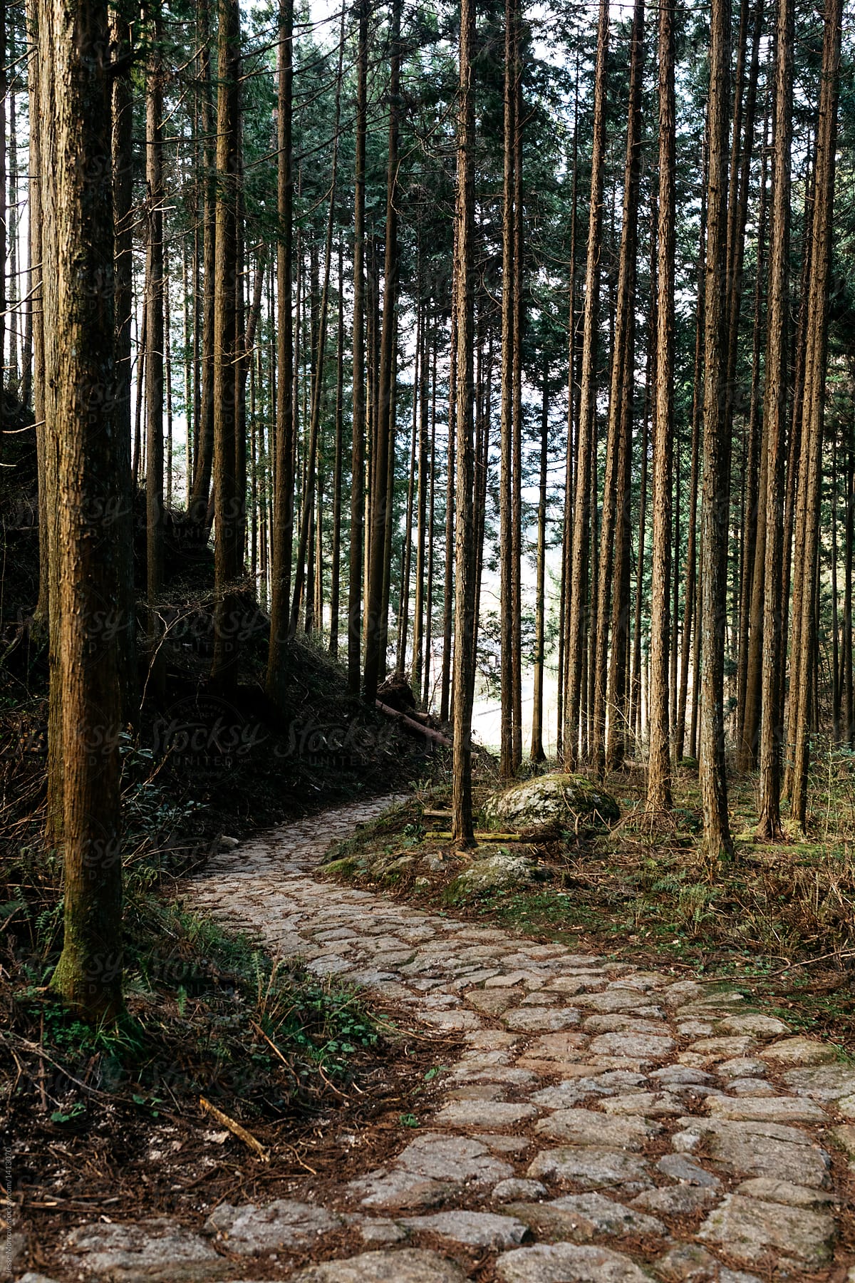 cobble stone path winding through old growth tall pine japanese forest in japan on old postal route in kiso valley