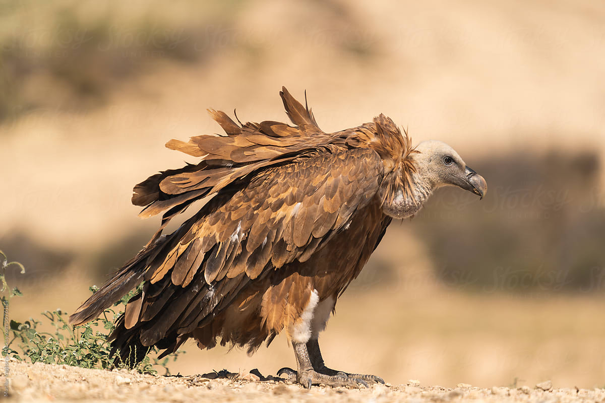 Griffon Vulture In Profile, Portrait