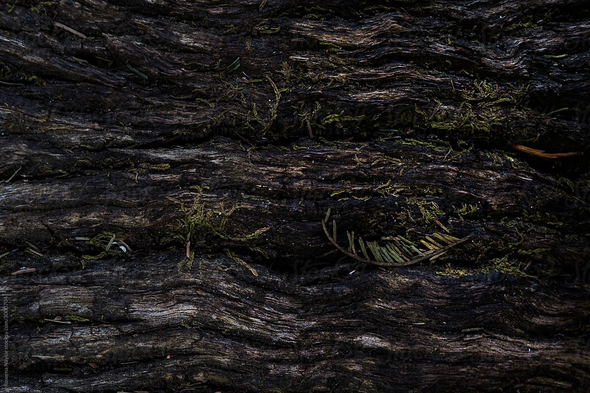 Texture of tree bark in a dark forest
