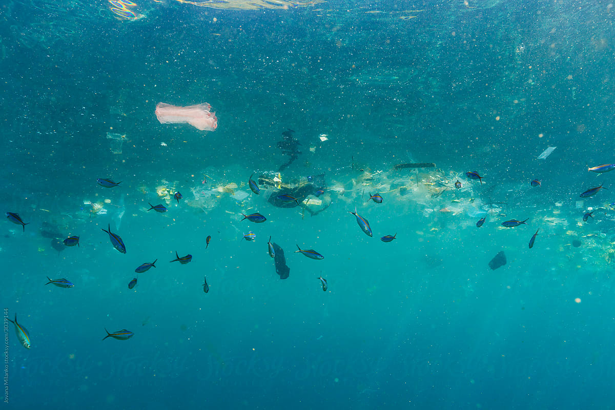 Fish interacting with plastic and microplastic pollution