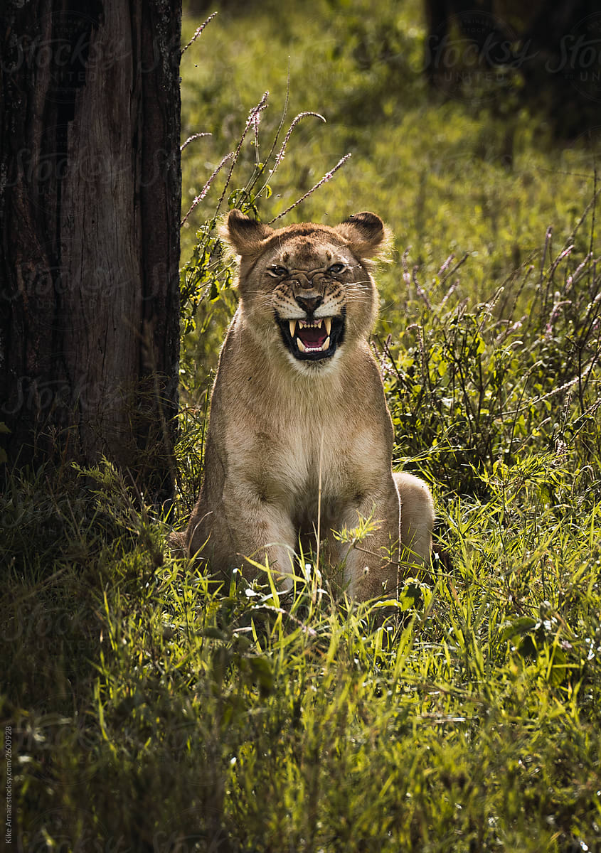 lioness in a long yawn