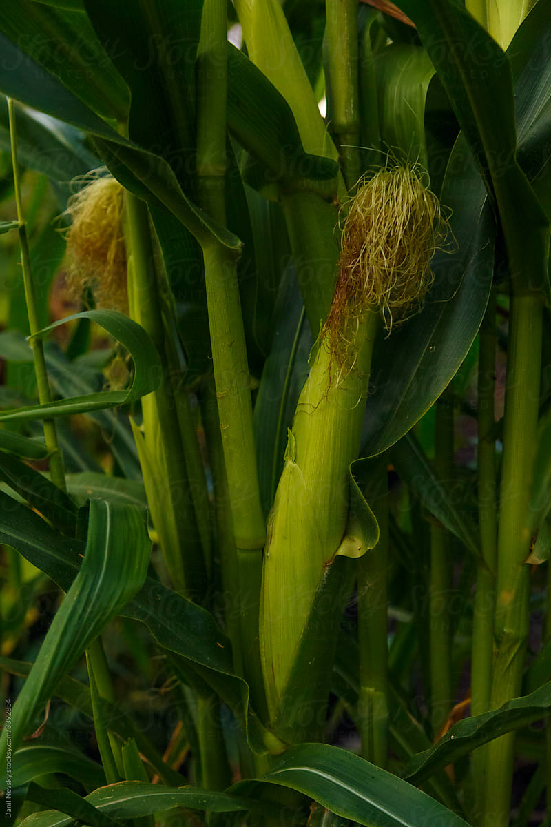 Corn growing in countryside field