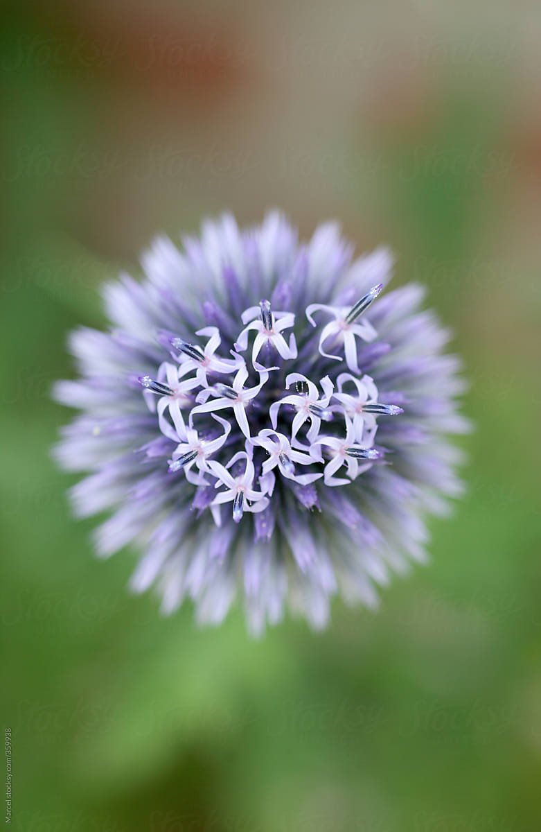 Circular purple thistle flower