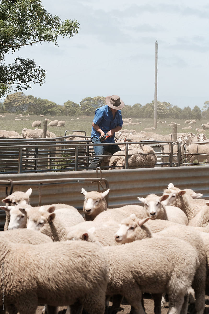 Australian Stock-man drafting sheep ready for shearing