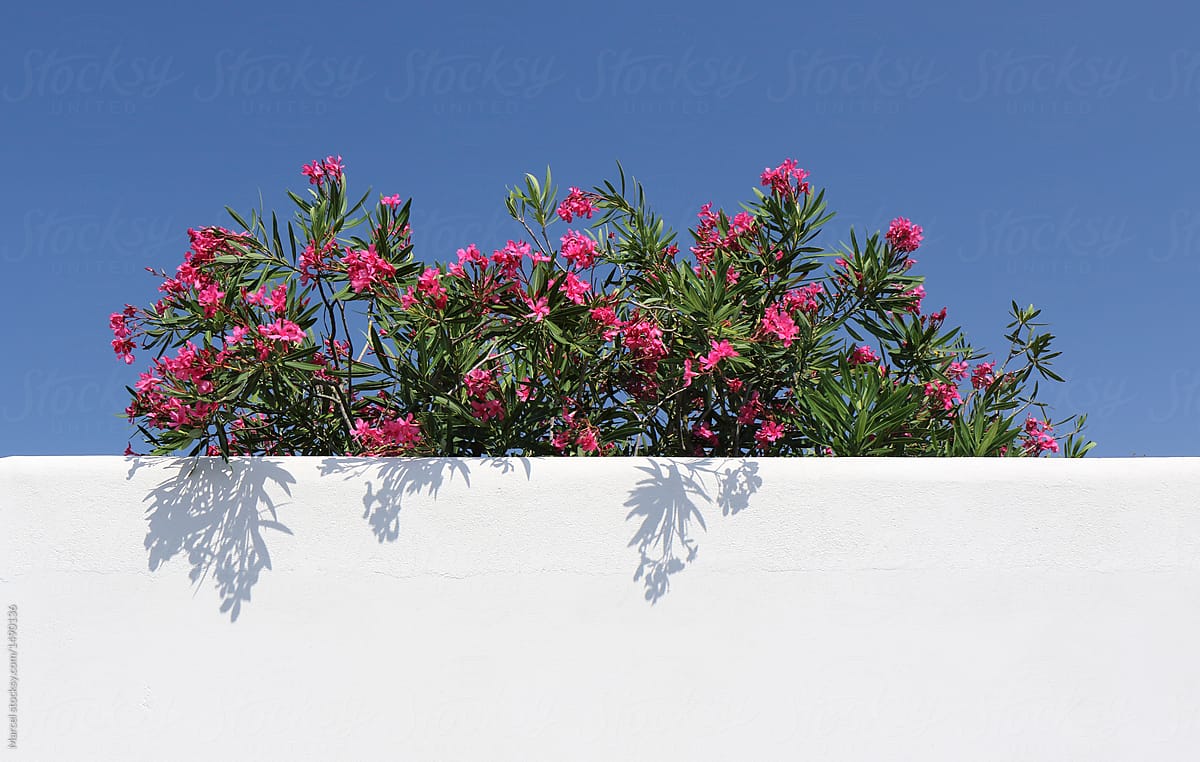 Oleander bush and white wall