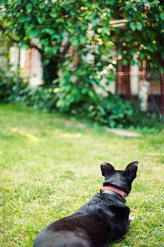 Rear sight of black dog laying on garden\'s turf