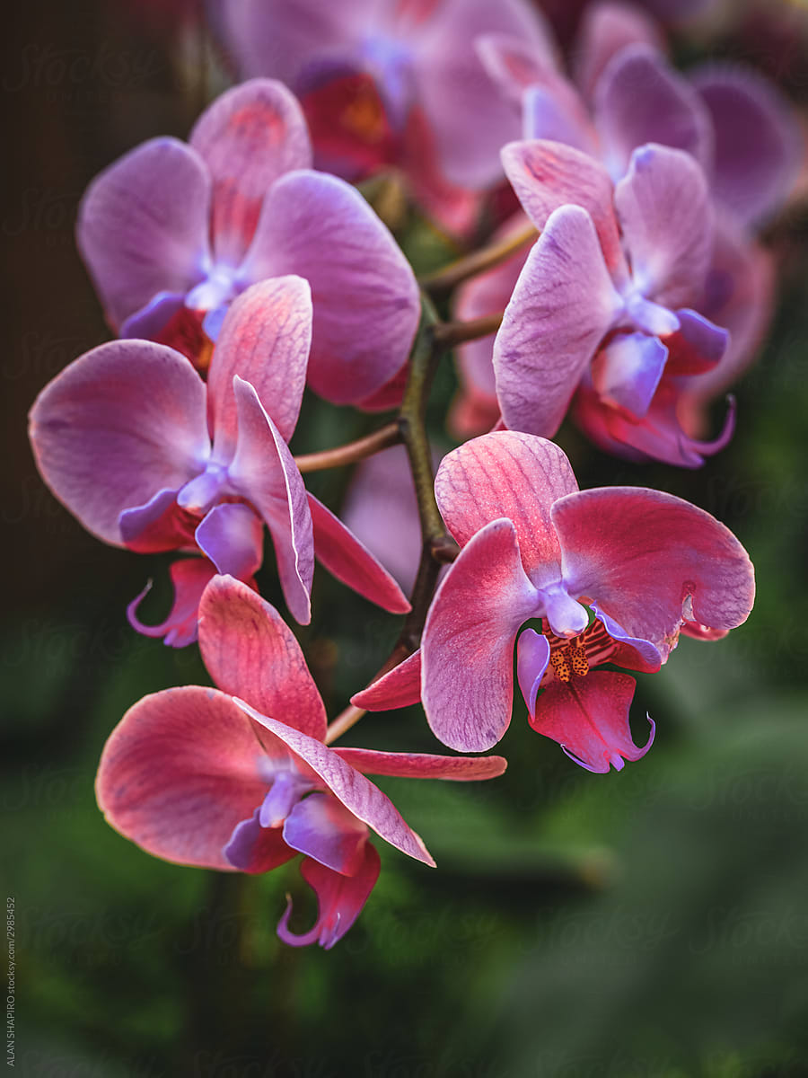 Pink Orchids on a long branch