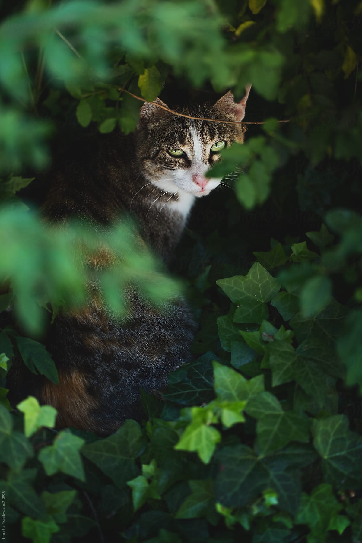Cat sitting in the shadow under bushes and looking straight at the camera