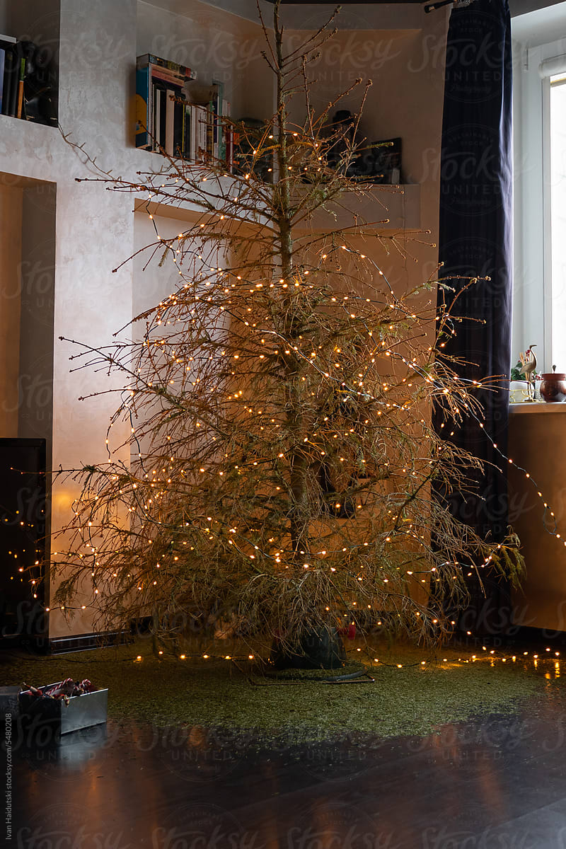 Before and after: Lively Christmas tree-Lifeless,end of holiday season