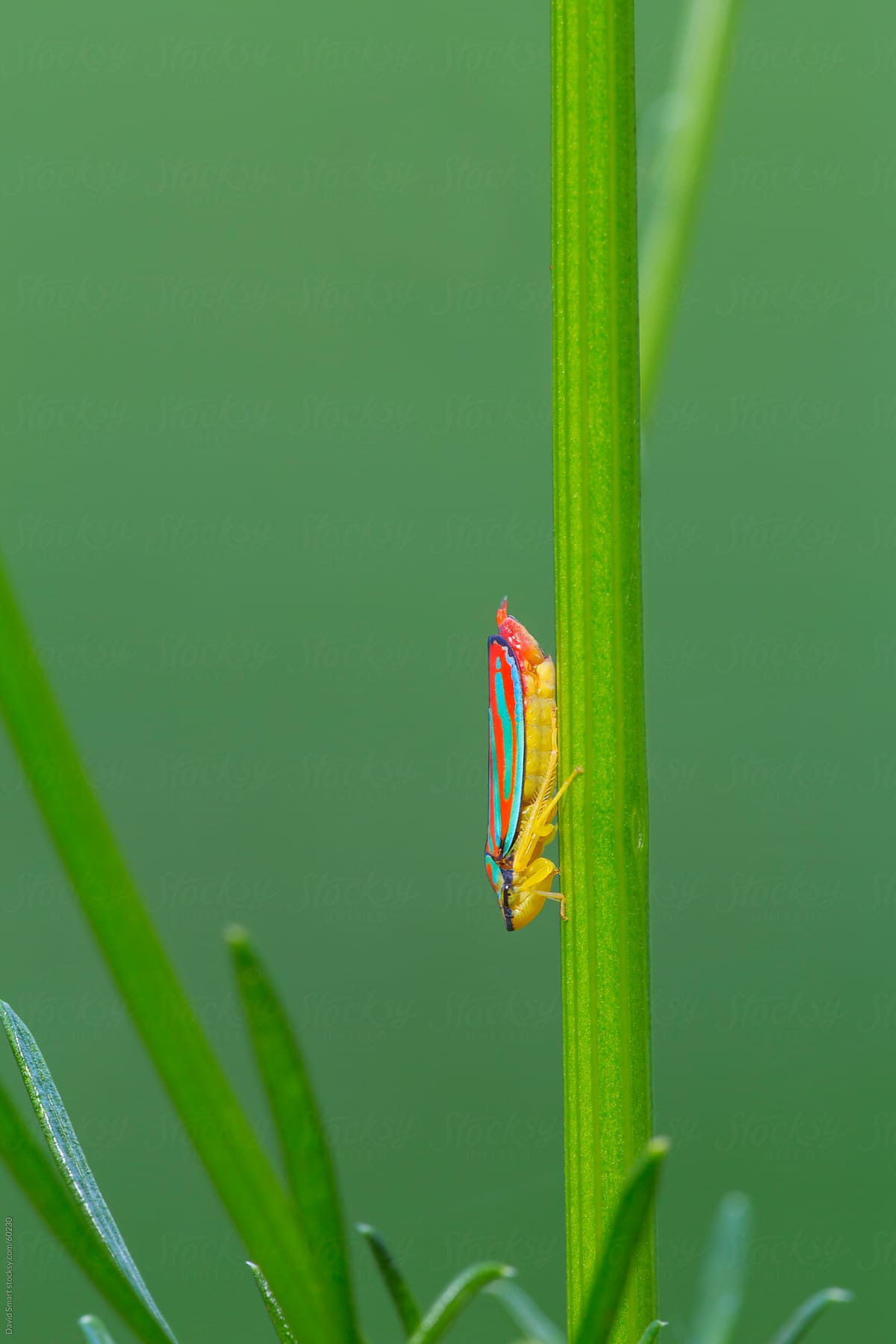 Colorful red-banded leafhopper on a green plant stem