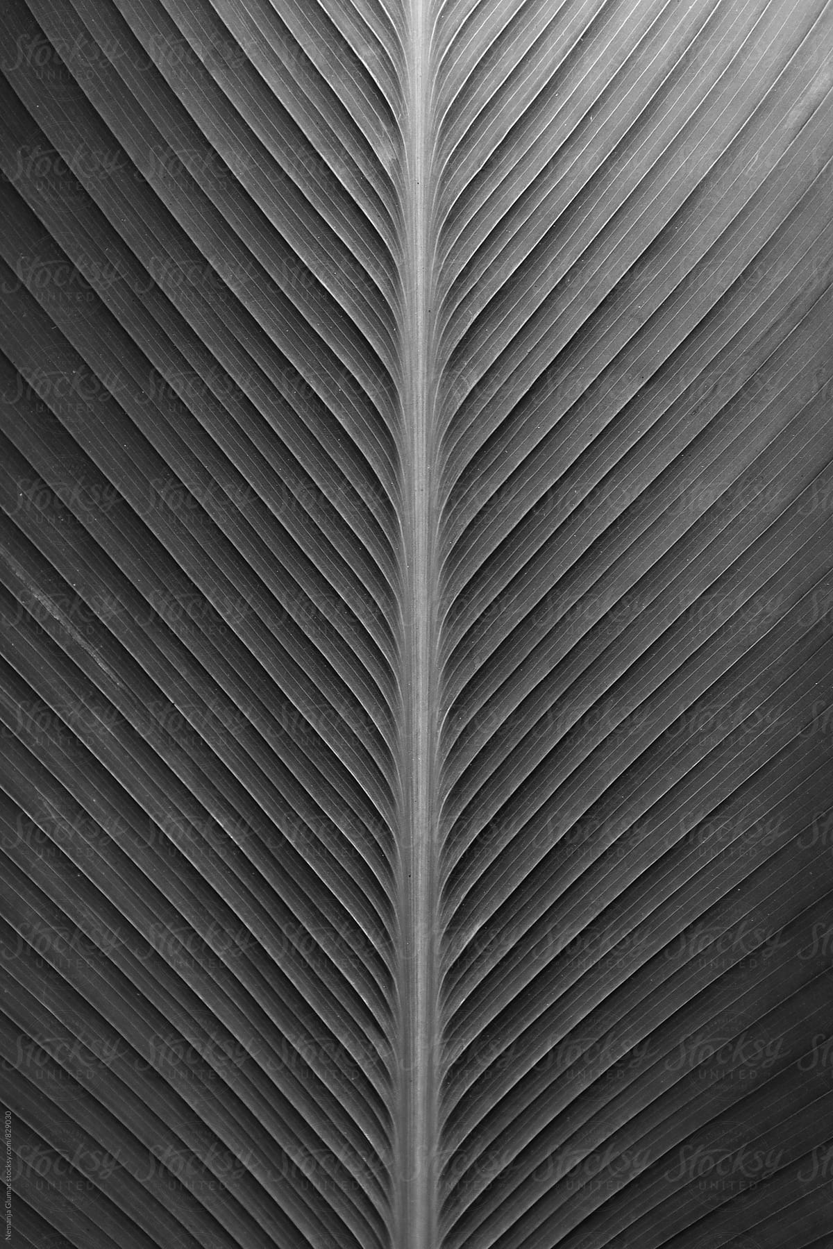 Symmetrical Tropical Leaf Surface in Black and White