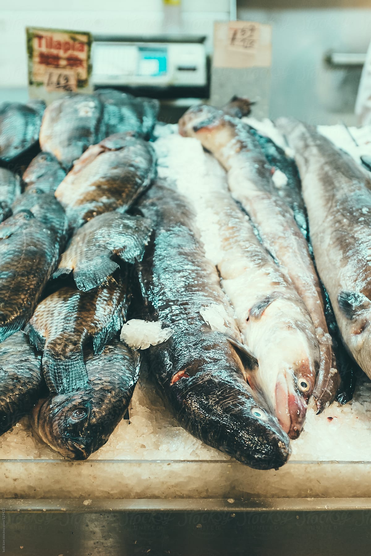 Raw eel for sale at Asian fish market