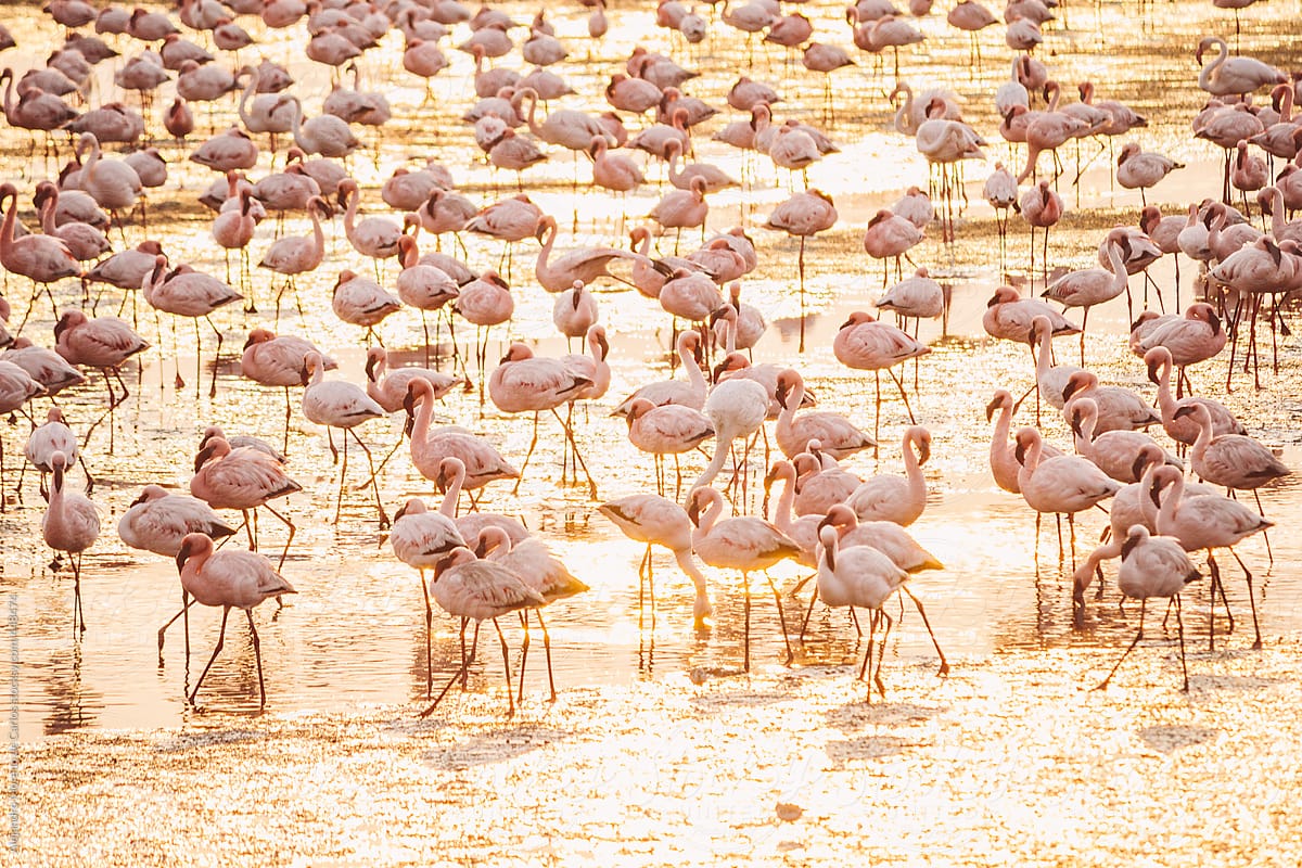 Group of flamingos at sunset