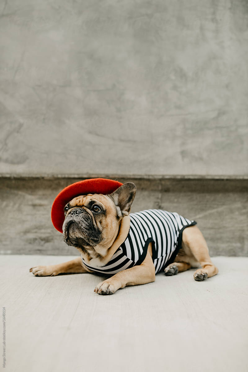 French Bulldog Dressed Up in a French Costume Striped Shirt and Red Beret