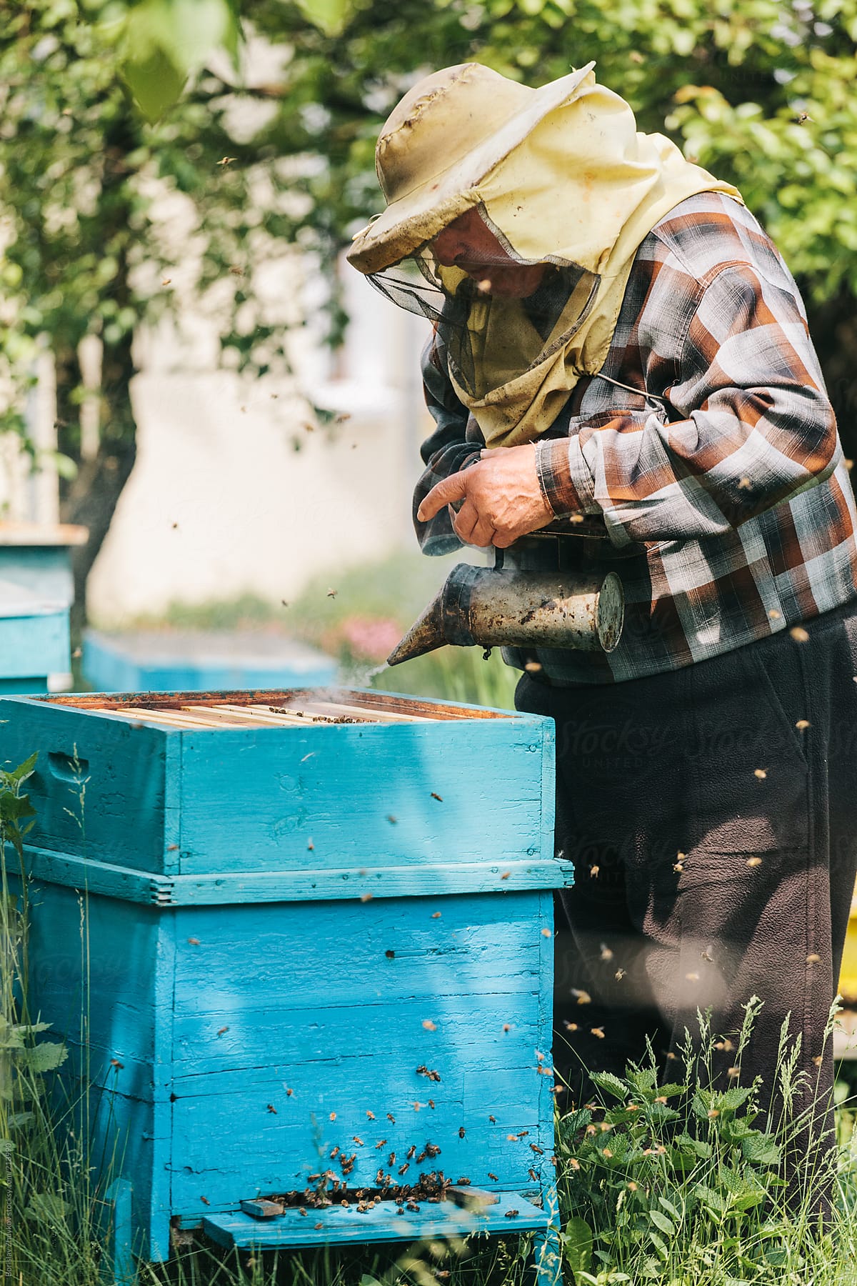 Senior Beekeeper Working On His Bee Hives with Bee Smoker